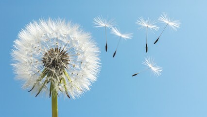 Golden Hour Dandelion Glow