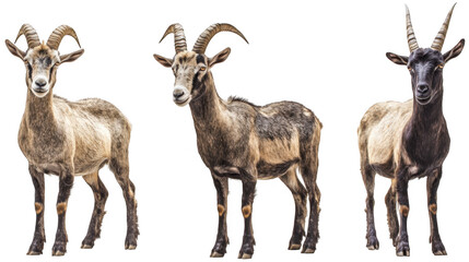 Fototapeta premium Three Distinctive Goat Animals Standing in Various Poses