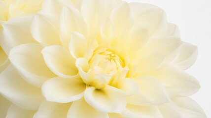 Fototapeta premium Pale Yellow Dahlia Close Up with Water Droplets