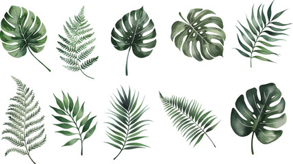 Watercolor tropical vector green leaves. Exotic plants, palm leaves, isolated on white background.