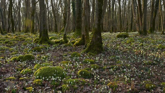 Fr&uuml;hlings Knotenblume oder M&auml;rzenbecher (Leucojum vernum), Laubwald, Morgen, Fr&uuml;hling, Sodenberg, Hammelburg, Rh&ouml;n, Bayern, Deutschland, Europa