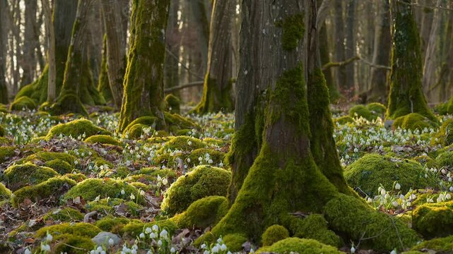 Fr&uuml;hlings Knotenblume oder M&auml;rzenbecher (Leucojum vernum), Laubwald, Morgen, Fr&uuml;hling, Sodenberg, Hammelburg, Rh&ouml;n, Bayern, Deutschland, Europa