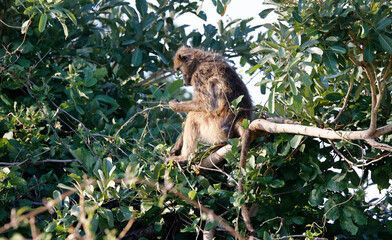 Family of baboons in Botswana