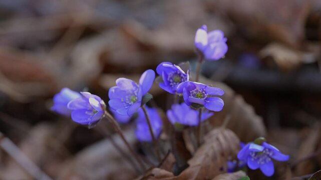 Leberbl&uuml;mchen (Hepatica nobilis), Fr&uuml;hling, Sodenberg, Hammelburg, Rh&ouml;n, Bayern, Deutschland, Europa
