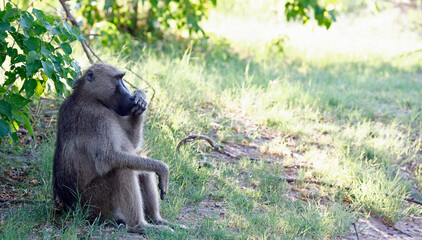 Family of baboons in Botswana