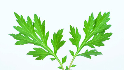 白背景に蓬の葉、フレッシュなヨモギの葉