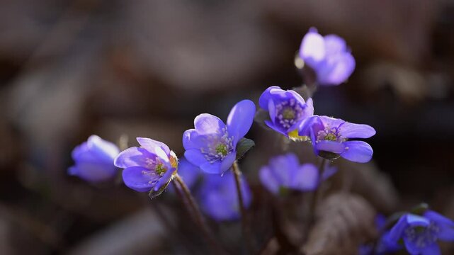 Leberbl&uuml;mchen (Hepatica nobilis), Fr&uuml;hling, Sodenberg, Hammelburg, Rh&ouml;n, Bayern, Deutschland, Europa