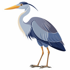blue heron ardea cinerea