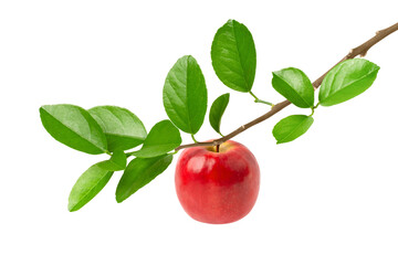 red apple with leaf isolated