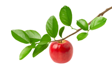 red apple with leaf isolated
