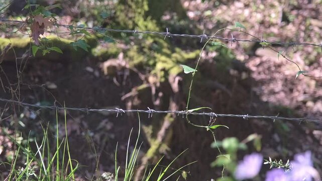 Boundaries Forged in Iron and Nature