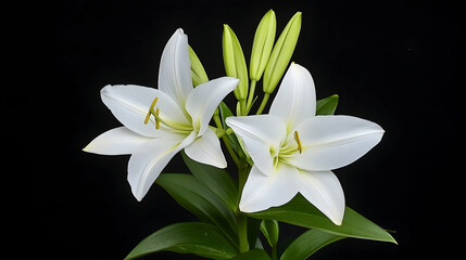 Fototapeta premium Elegant white lilies against black background, perfect for sympathy cards or peaceful settings