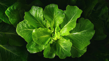 Fresh romaine lettuce head on dark background for culinary and nutrition concepts