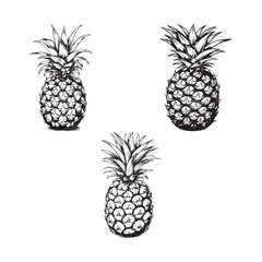 Fototapeta premium Pineapple Hand Drawn Doodle Icon isolated white background