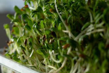 A closeup view of alfalfa sprouts in a plastic container.