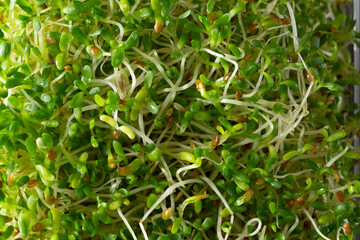Fototapeta premium A top down view of alfalfa sprouts, as a background.