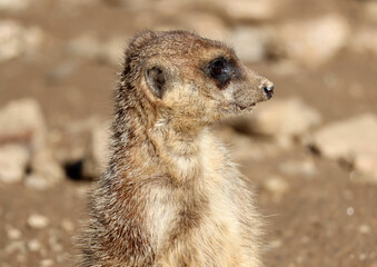Fototapeta premium Profil de la tête du suricate