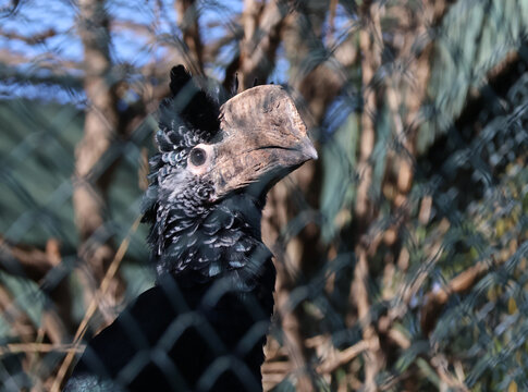 Profil du calaos aux joues argent&eacute;es