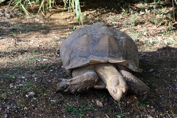 Obraz premium une tortue gourmande