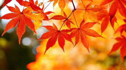 A close-up view of a vibrant tree showcasing brilliant red leaves, glistening in the sunlight. The intricate textures of the leaves contrast beautifully against the soft bark.