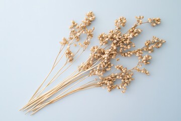 Dried botanical specimen of many stems and seed heads on display