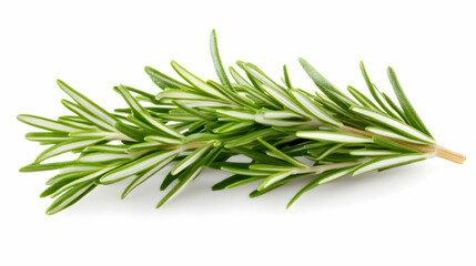 Fototapeta premium Fresh rosemary sprig, isolated on white background, ideal for culinary or herbal use