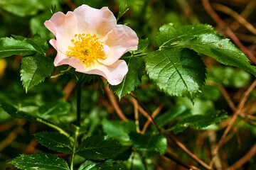 Pink rosehip flower in a sunbeam among green foliage