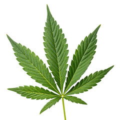 Cannabis leaf isolated on transparent background
