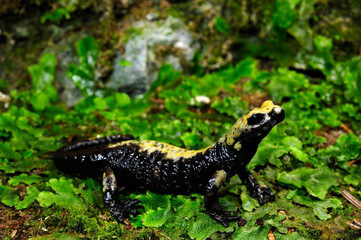 Italienischer Alpensalamander // golden alpine salamander (Salamandra atra aurorae / Salamandra aurorae)  - Sette Comuni, Italien