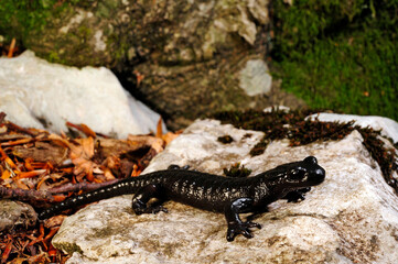 Kroatischer Alpensalamander // Croatian Alpine salamander (Salamandra atra prenjensis) - Nationalpark Nördlicher Velebit, Kroatien