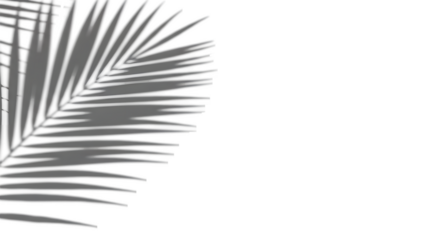 Realistic palm leaf shadow overlay effect isolated on white background, Mockup of transparent shadow for product presentation, Natural shadow of tropical palm branch. backdrop, Design elements, PNG 