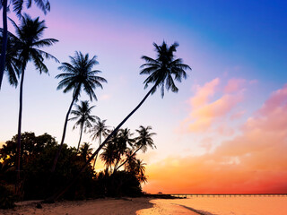 Summer with sunrise scene as palm trees on the beach