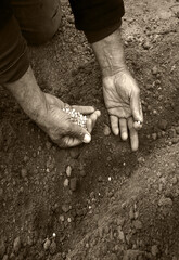 Old human worker sowing a pea