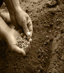 Old human worker sowing a pea