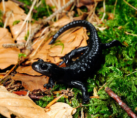 Alpensalamander // Alpine salamander (Salamandra atra) - Füssen, Deutschland