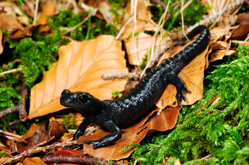 Alpensalamander // Alpine salamander (Salamandra atra) - Füssen, Deutschland