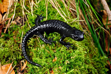 Alpensalamander // Alpine salamander (Salamandra atra) - Füssen, Deutschland