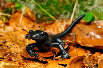 Alpensalamander // Alpine salamander (Salamandra atra) - Füssen, Deutschland