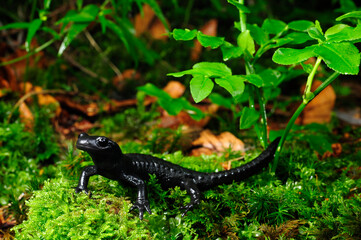 Alpensalamander // Alpine salamander (Salamandra atra) - Füssen, Deutschland