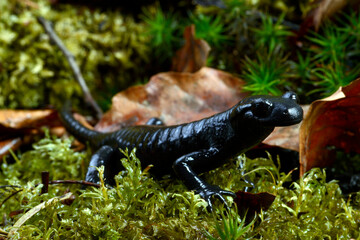 Alpine salamander // Alpensalamander (Salamandra atra) - Allgäu, Deutschland