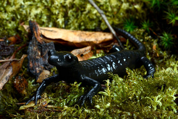 Alpensalamander // Alpine salamander (Salamandra atra) - Allgäu, Deutschland