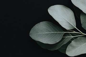 Obraz premium Green leaves on black background
