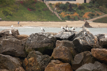 A view of some seagulls standing on jetty rocks, seen in Newport Beach, California.