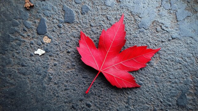 Single vibrant red maple leaf on dark asphalt.