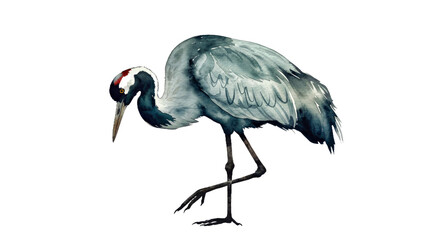 Fototapeta premium A Watercolor Painting of a Crane Displayed in a Poised Stance