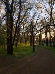 path in autumn park
