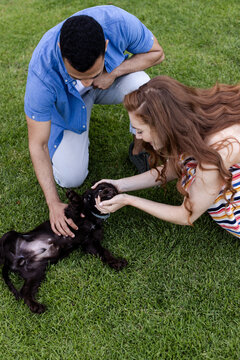 Young diverse couple playing with adorable puppy on grass, enjoying in garden time together