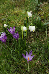 Spring field with crocus flowers and spring snowflake (leucojum vernum) flowers in bloom