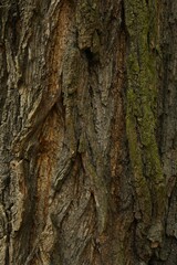 Tree bark background, close up view