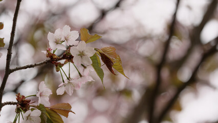 Sakura cherry blossom in spring on a cloudy day